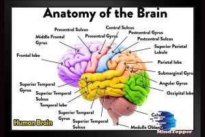 Human Brain