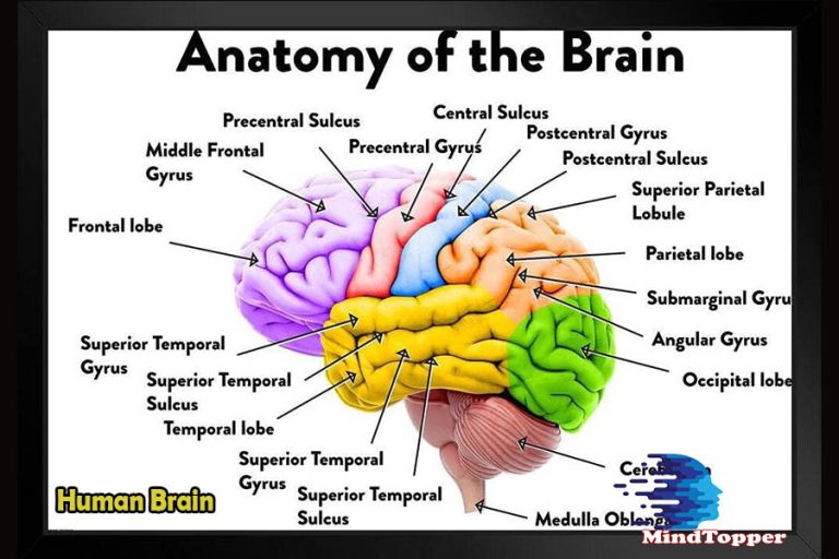Human Brain